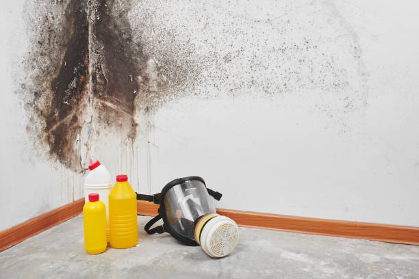 Best Kitchen Mold Remediation in Perezville, TX