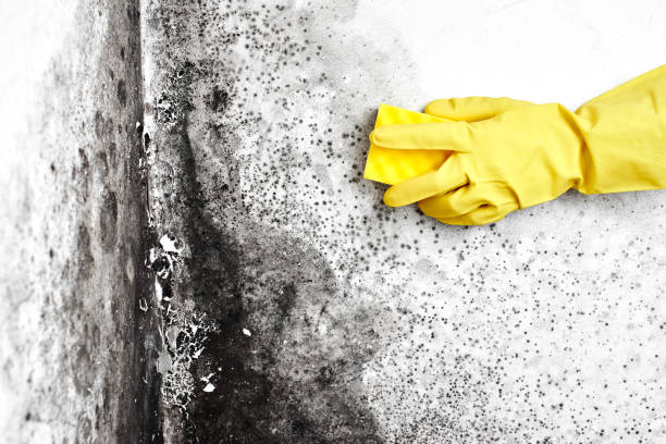 Best DIY Mold Remediation Support Services in Perezville, TX