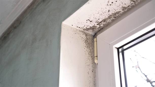 Best Commercial Mold Remediation in Perezville, TX