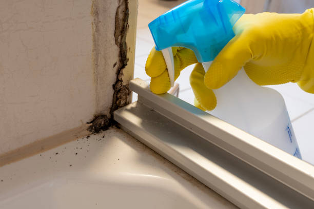 Best Crawl Space Mold Remediation in Perezville, TX