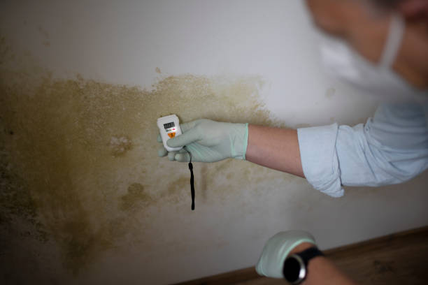 Perezville, TX Mold Remediation Company