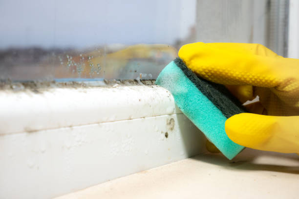 Best Industrial Mold Remediation in Perezville, TX