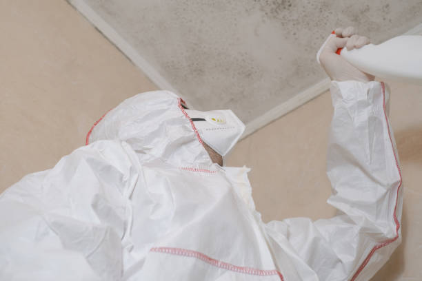 Reliable Perezville, TX Mold Remediation Solutions