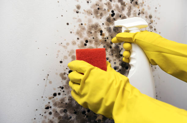 Best Residential Mold Remediation in Perezville, TX