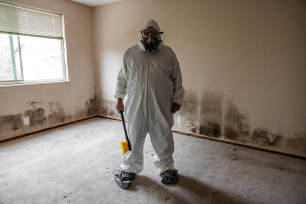 Best White Mold Remediation in Perezville, TX