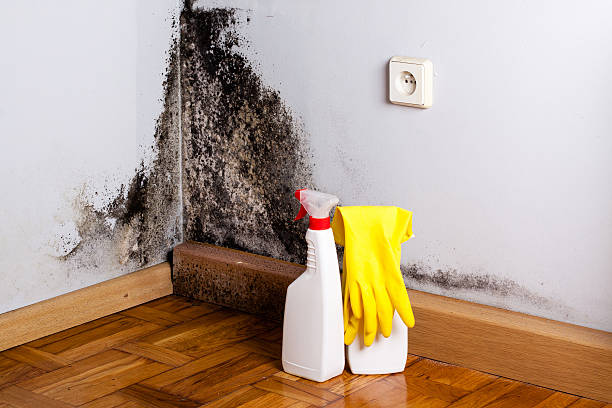Best Preventive Mold Services in Perezville, TX